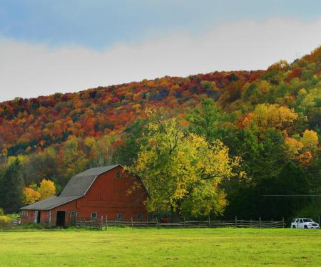 Fall scene in Allegheny National Forest