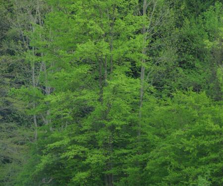 Campground in the Allegheny National Forest Region