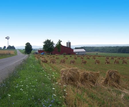Oat Shocks along New York's Amish Trail