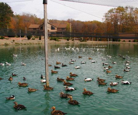 Pond of waterfowl at Gooseneck Hill Waterfowl Farm