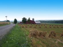 Oat Shocks along New York's Amish Trail