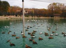 Pond of waterfowl at Gooseneck Hill Waterfowl Farm